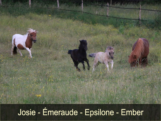Josie, Emeraude, Epsilone et Ember