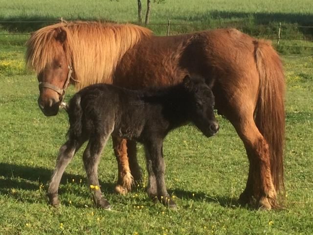 HANATHEME DE BOILEAU