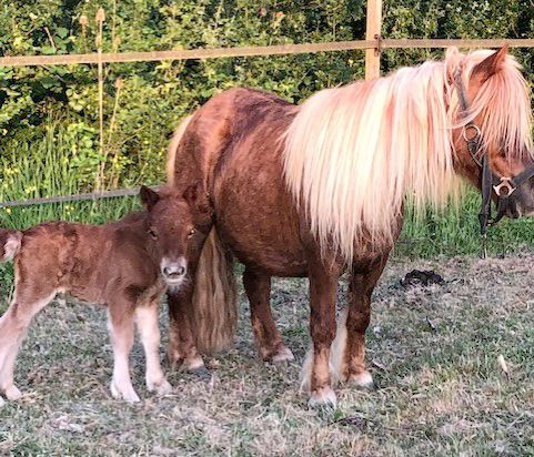 MALICE de BOILEAU - Image 1