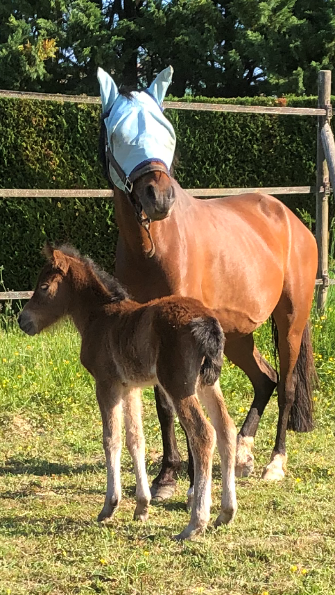 MAYANE de BOILEAU - Image 1