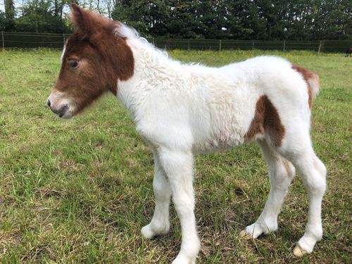 MUESLINE de BOILEAU - Image 2