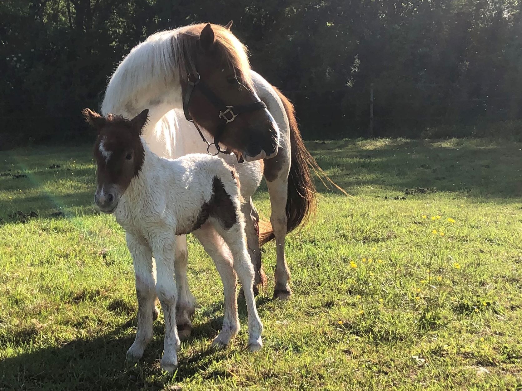 MUESLINE de BOILEAU - Image 1